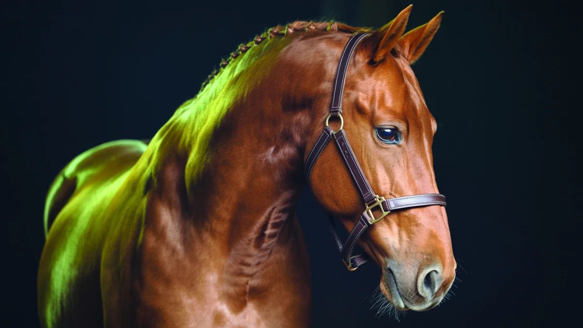 Illustration : Combien coûte un cheval ? — image générée par IA